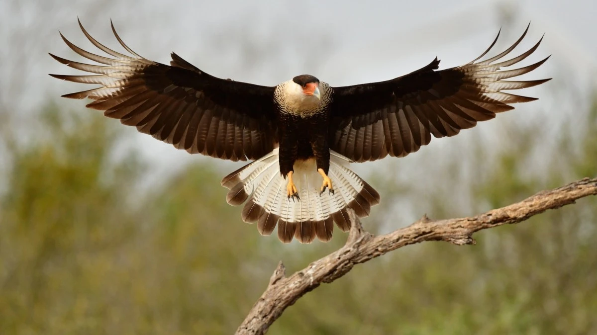 There’s a reason we don’t have birds the size of elephants