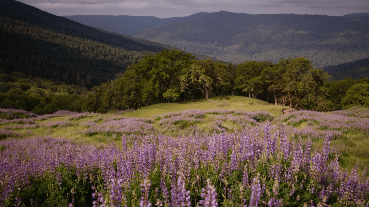 Superbloom turns Redwood National Park’s hills purple