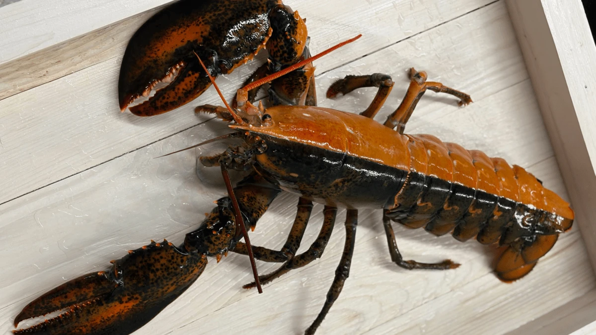 1 in 50 million split-colored lobster found in Massachusetts