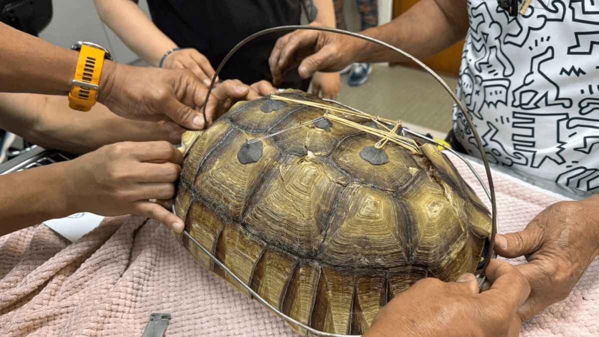 Vet constructs ingenious contraption to help a tortoise hit by a car