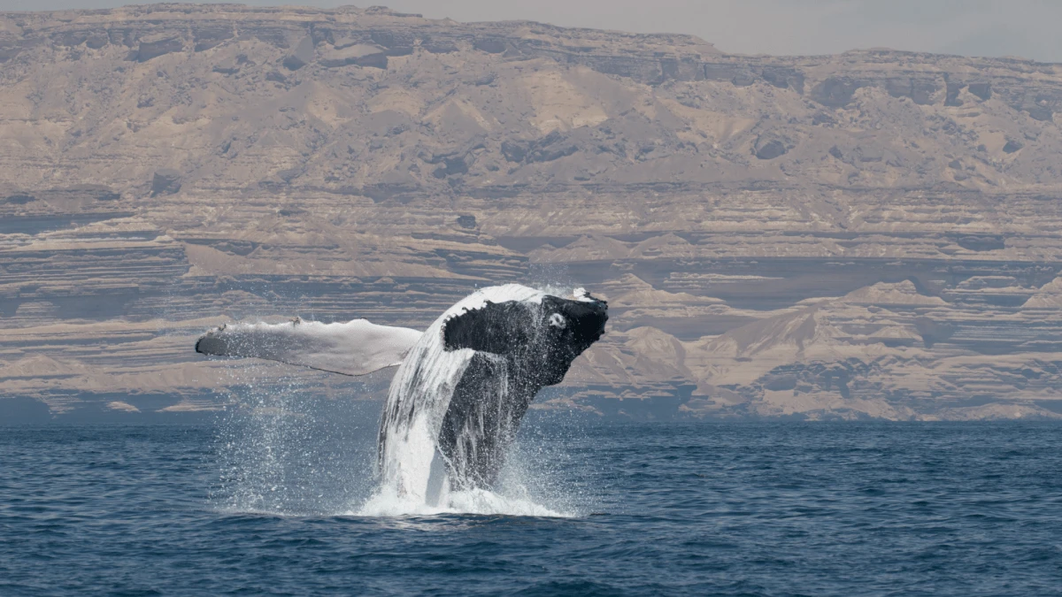 For the first time, biologists observe a humpback whale crossing the Arabian Sea