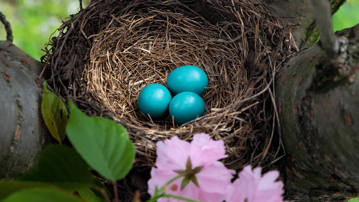 10 wild photos of bird eggs