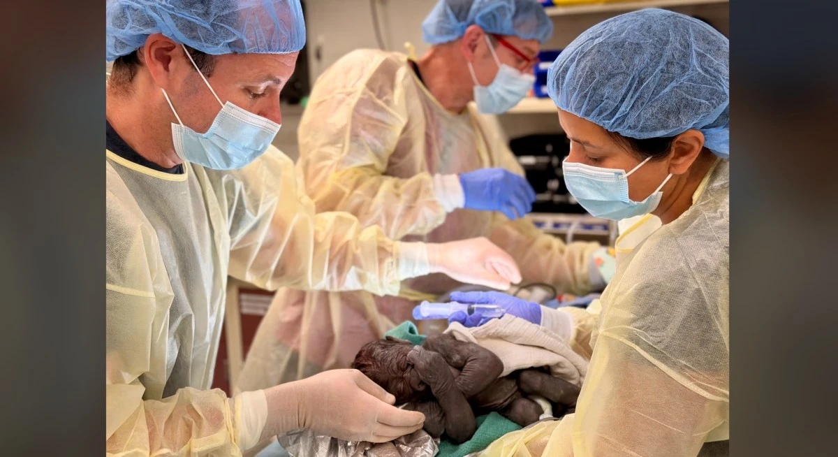 Doctors perform rare emergency C-section on a gorilla