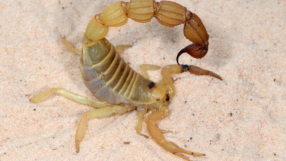 Metal-reinforced scorpions evolved to kill