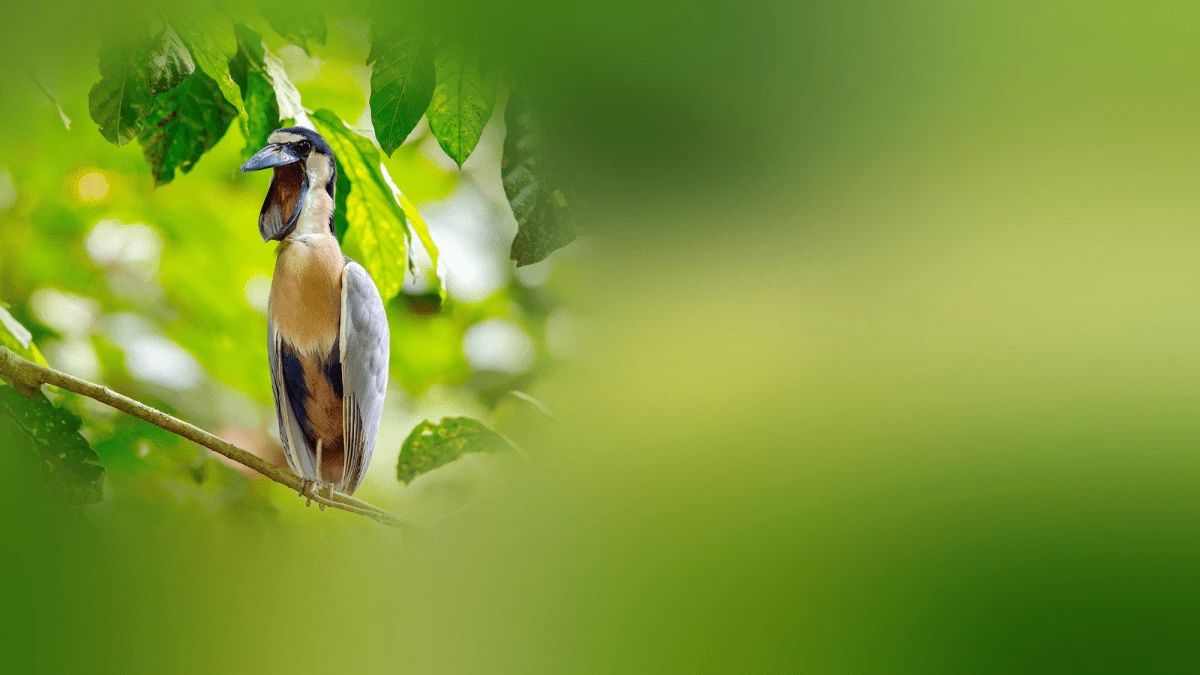 The boat-billed heron looks fake but is very real