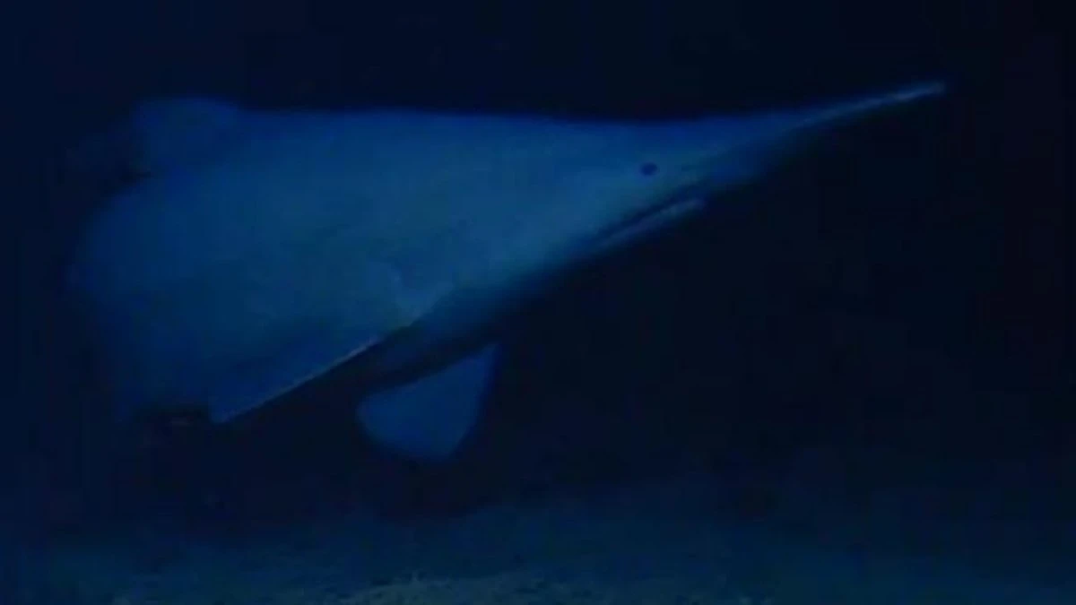 Goblin shark filmed in its native habitat for the first time