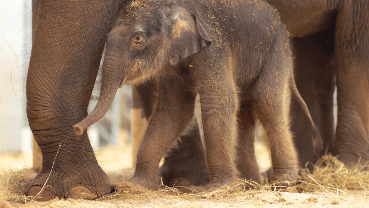 Meet Sam Houston, the new baby Asian elephant