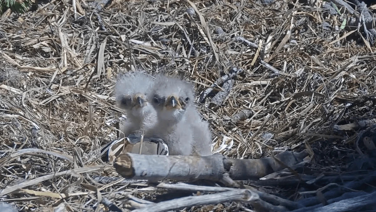 Help name Jackie and Shadow’s new eaglets