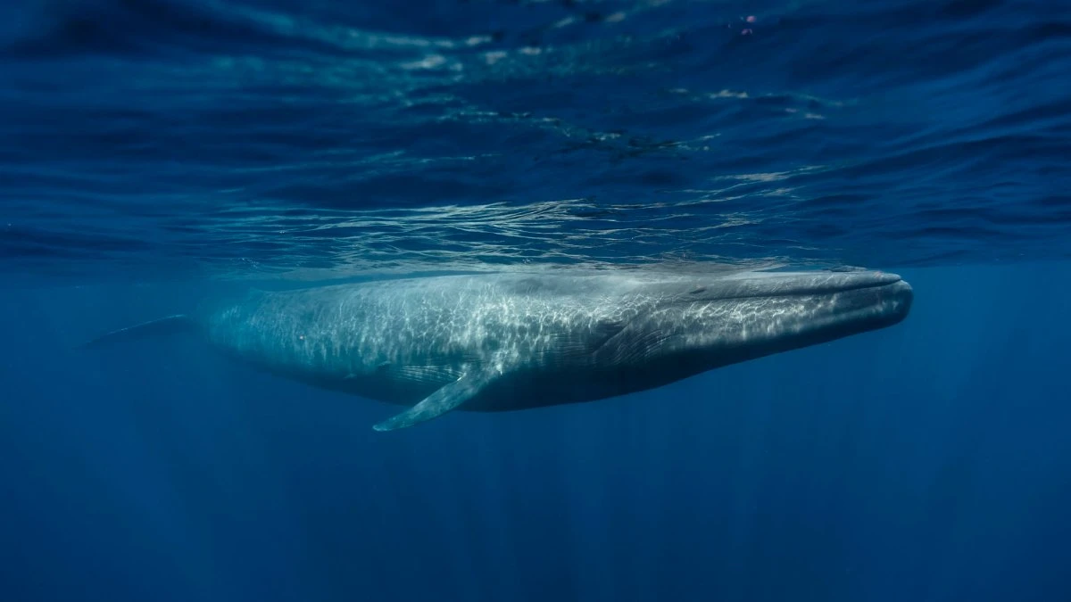 How blue whales became Earth’s largest creature—ever