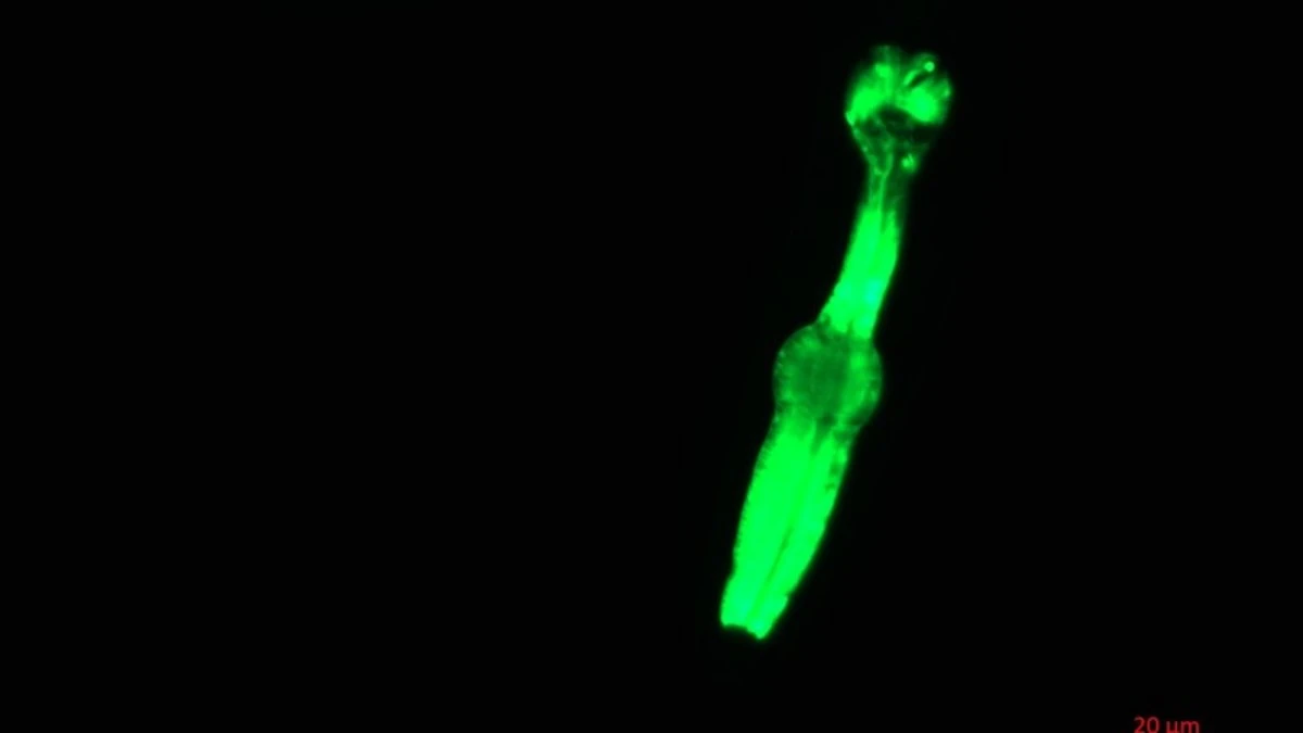 ‘Space worms’ are en route to the International Space Station