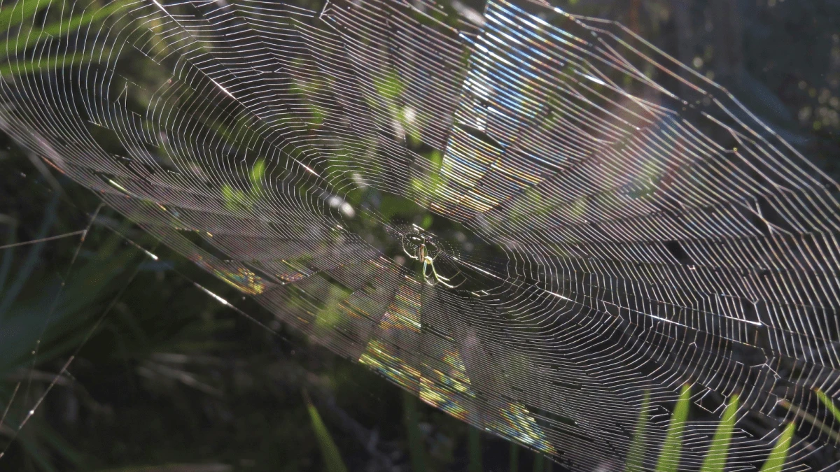 How to avoid the horror of walking through a spiderweb, according to the National Park Service