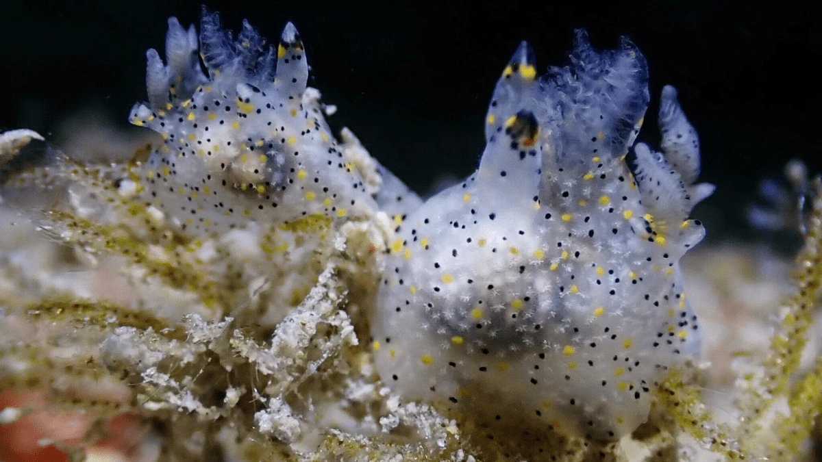 Seed-size sea slug looks like an everything bagel
