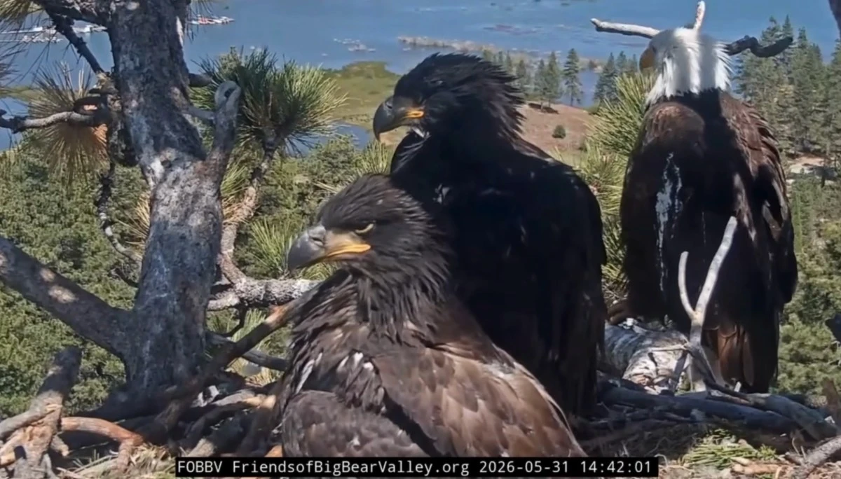 Bald eagle Jackie shoos away Fiona the squirrel