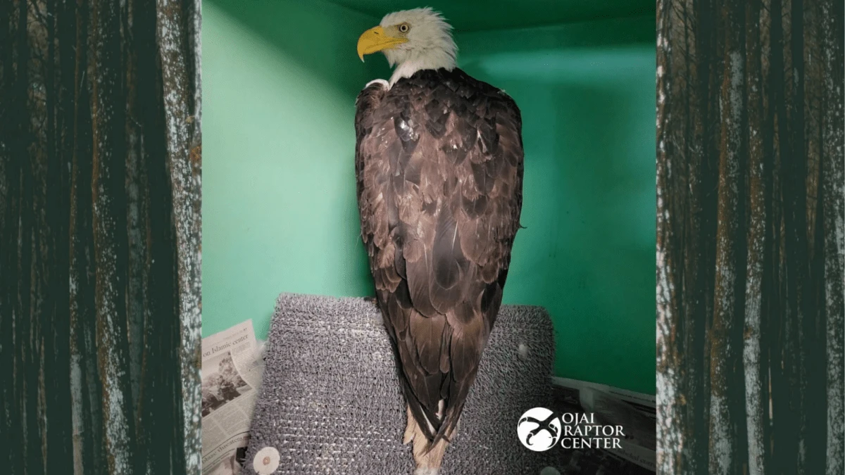 Bald eagle believed to be Jackie healing in Ojai
