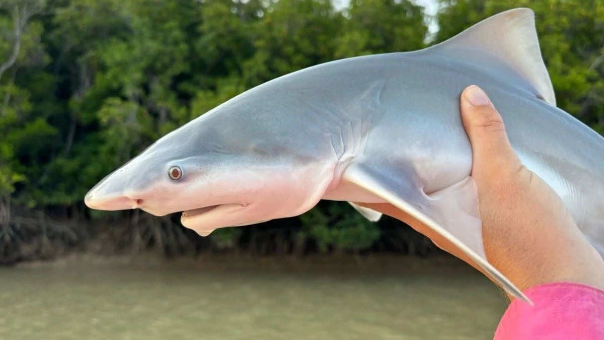 Shark lasers could help save vulnerable species