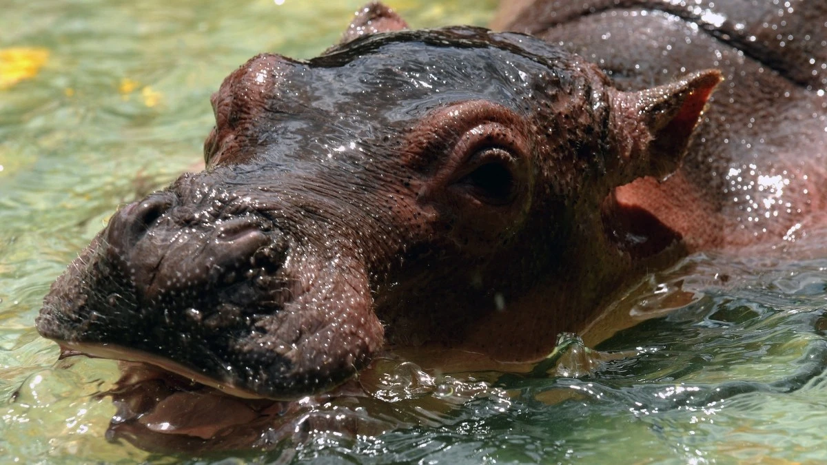 There’s more than one way to sterilize a cocaine hippo. Unfortunately, both ways suck. 