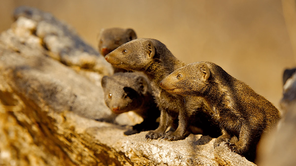 Dwarf mongooses don’t just wait for danger