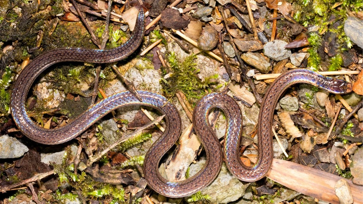 ‘Two-headed snake’ confuses predators