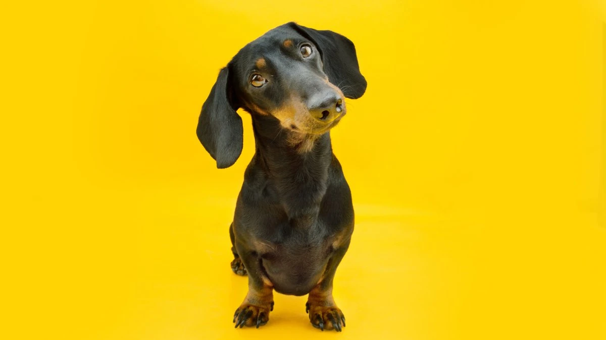 Why do dogs tilt their heads? It isn’t just cute.