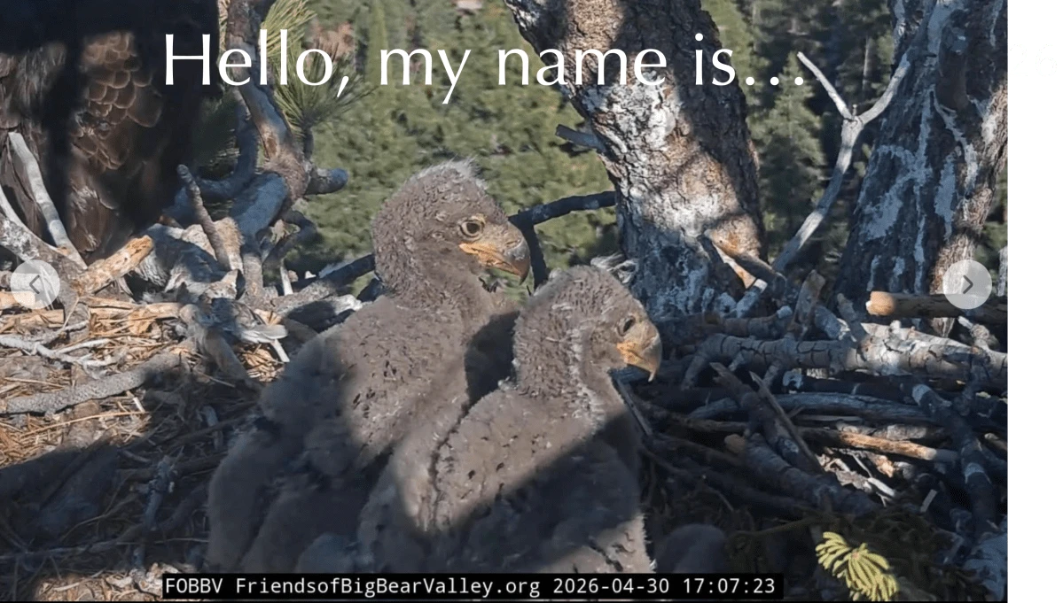 Jackie and Shadow’s eaglets’ names announced: Say hello to Sandy and Luna