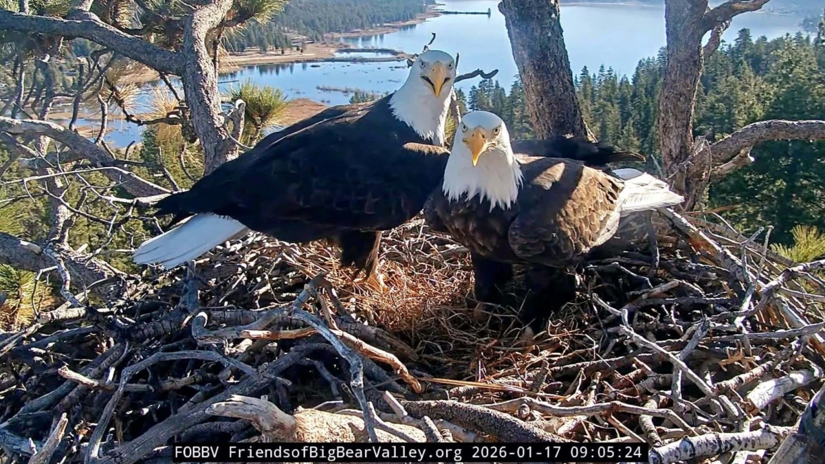 Bald eagles Jackie and Shadow need $10 million