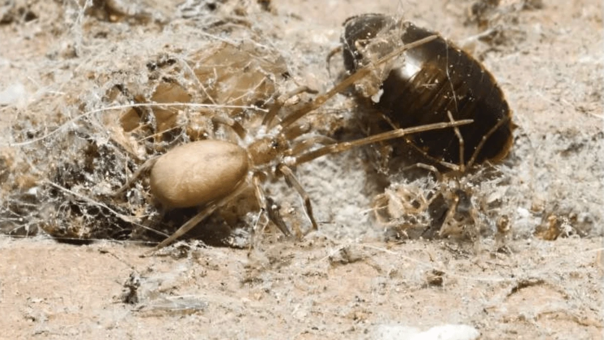 New spider named for Pink Floyd devours bugs 6x its size