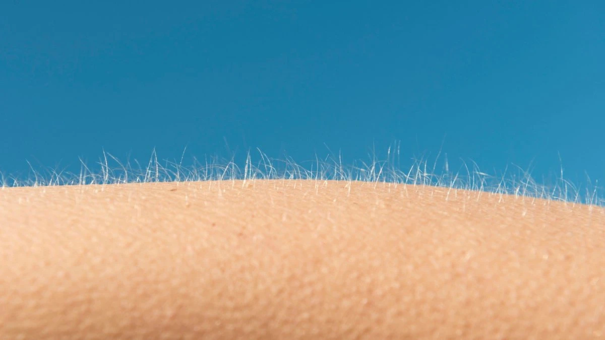 Why you get goosebumps when you’re scared—or inspired