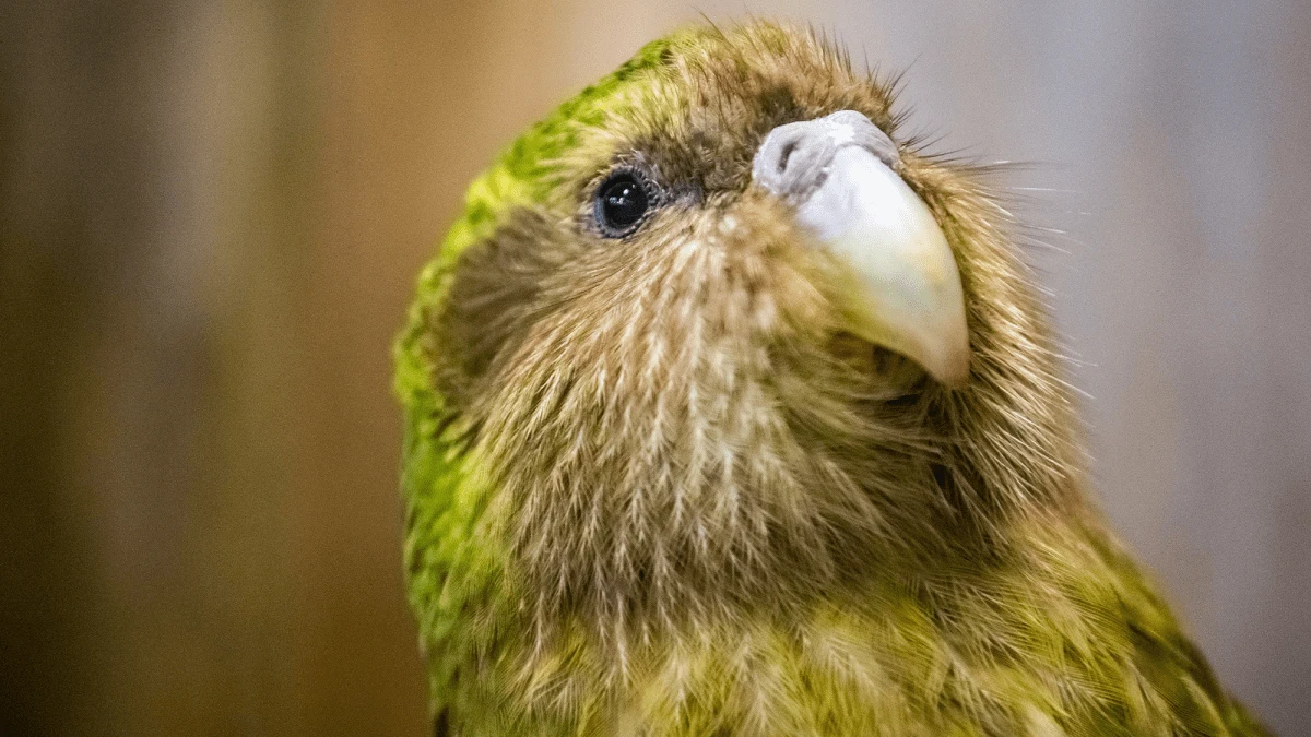 World’s only flightless parrot doing okay against ‘crusty bum’ disease