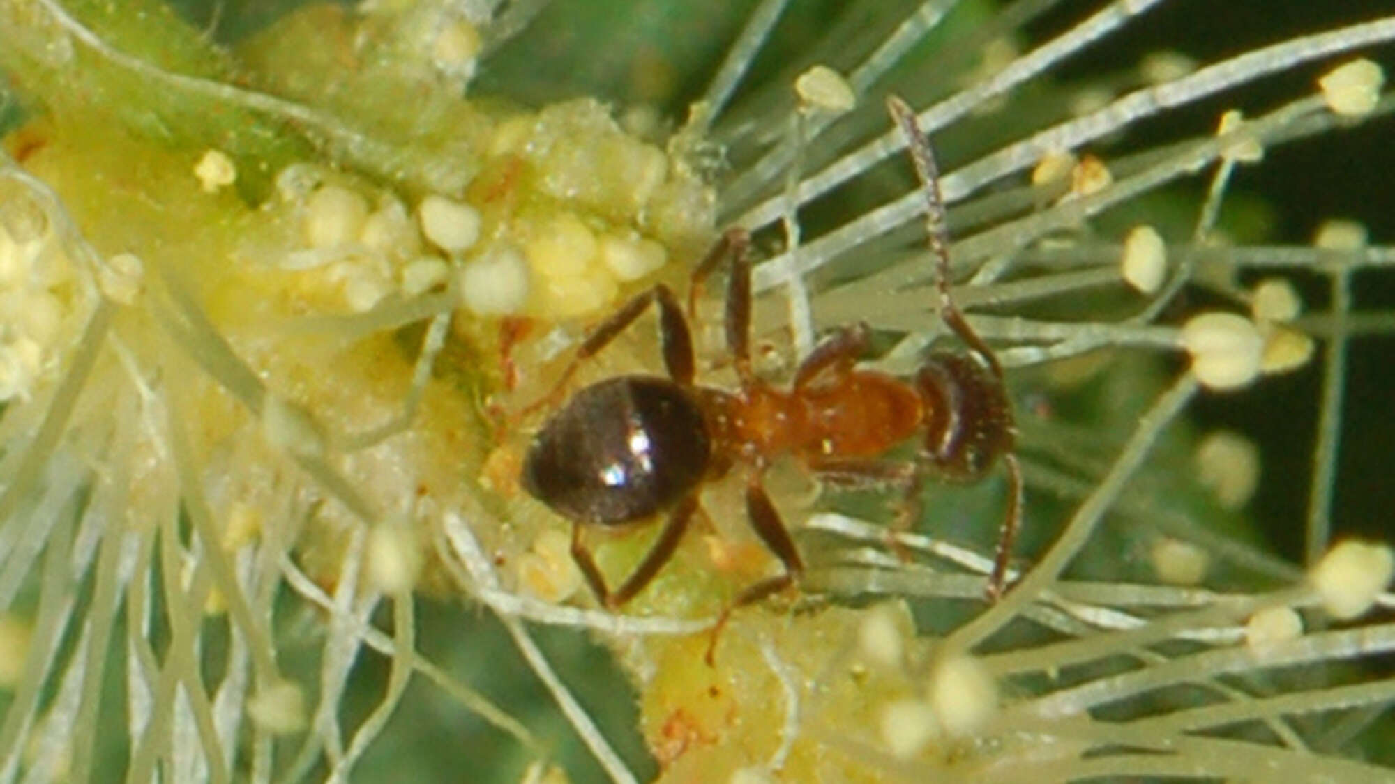 This immigrant ant is taking New York City by storm