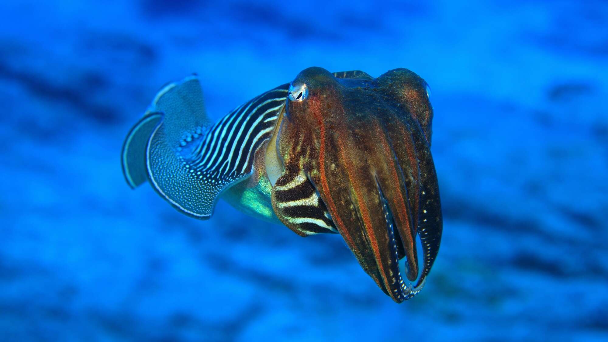 Cuttlefish tentacles and origami inspired a new robotic claw