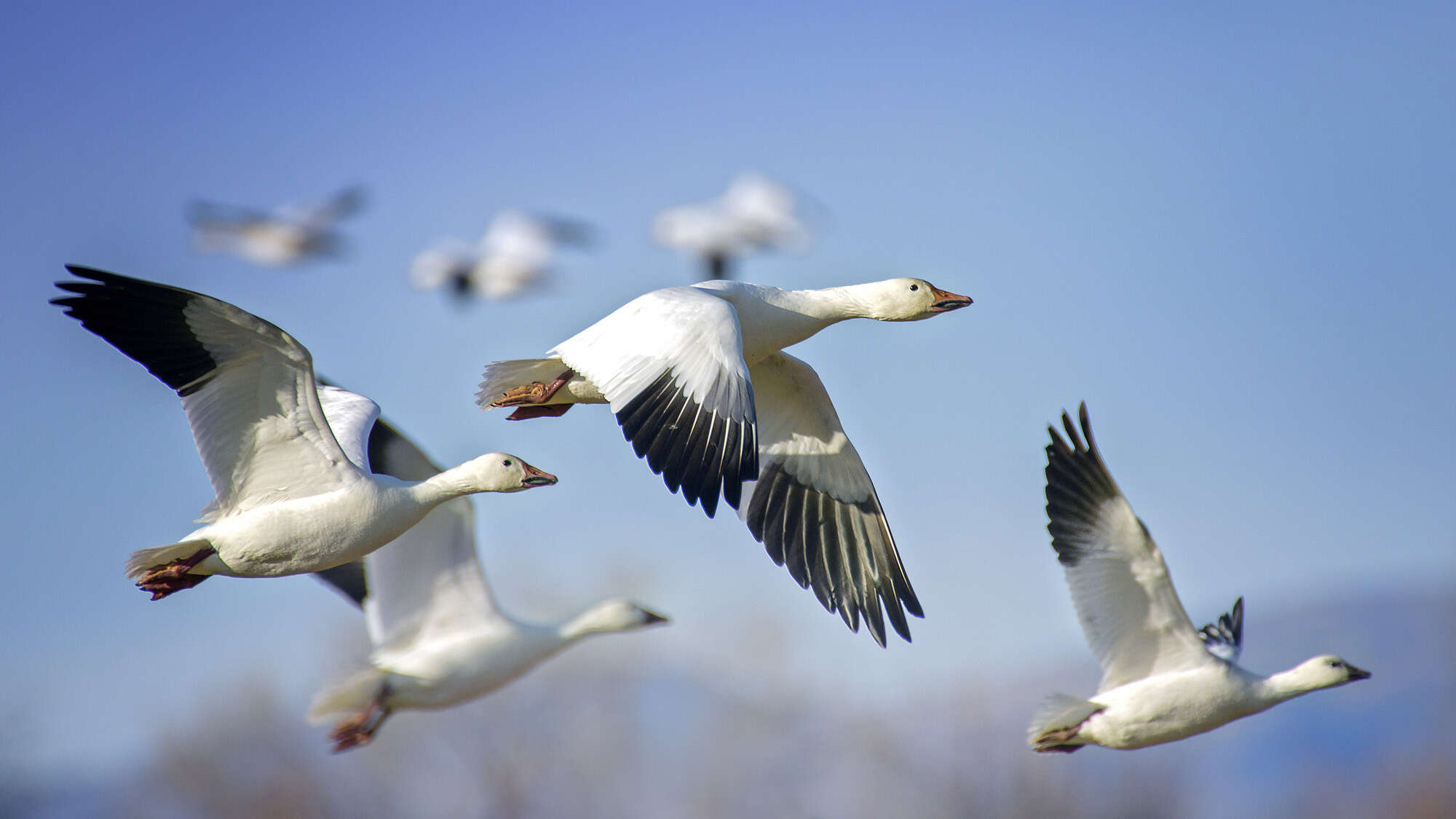 Why do birds migrate? Scientists have a few major theories.