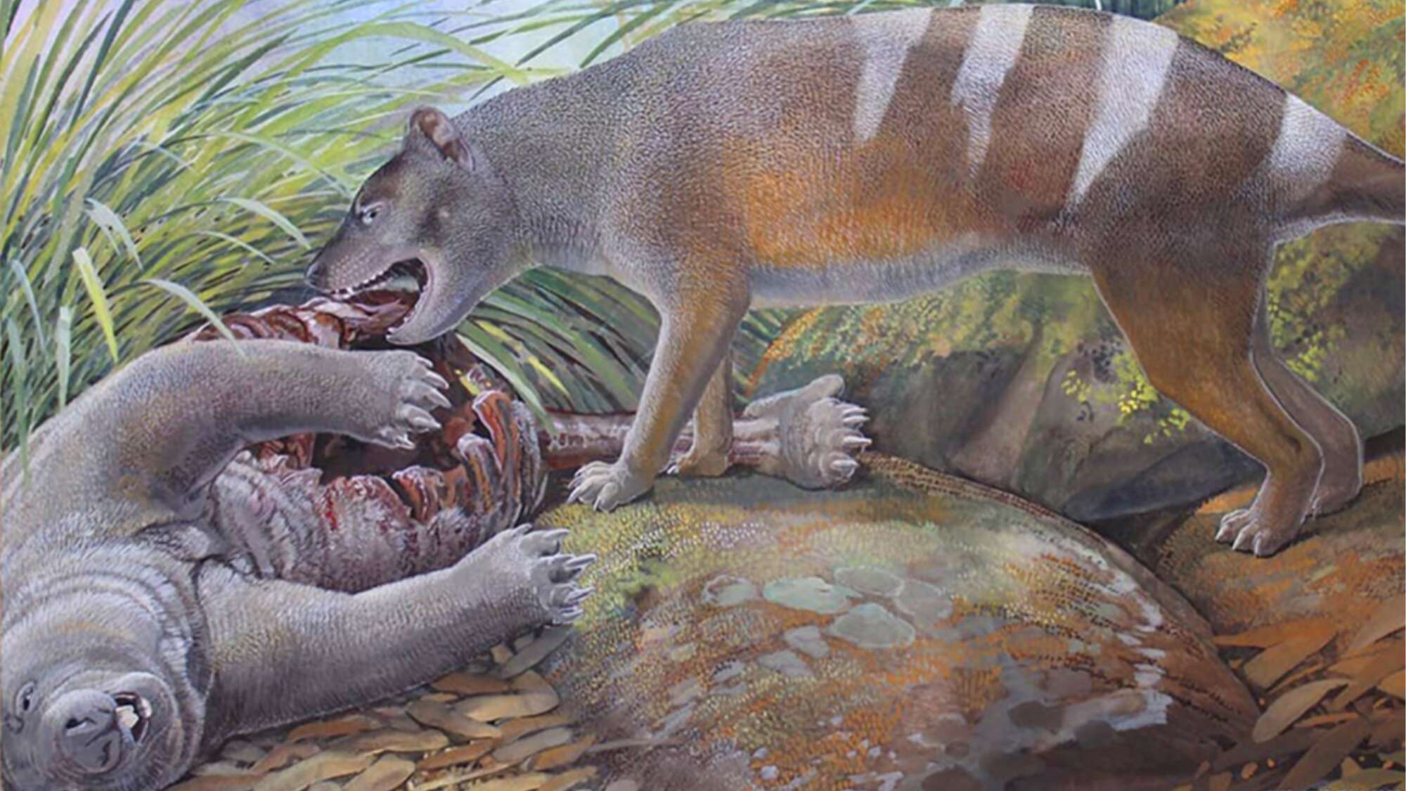 New bone-crushing Tasmanian tiger species dug up by paleontologists