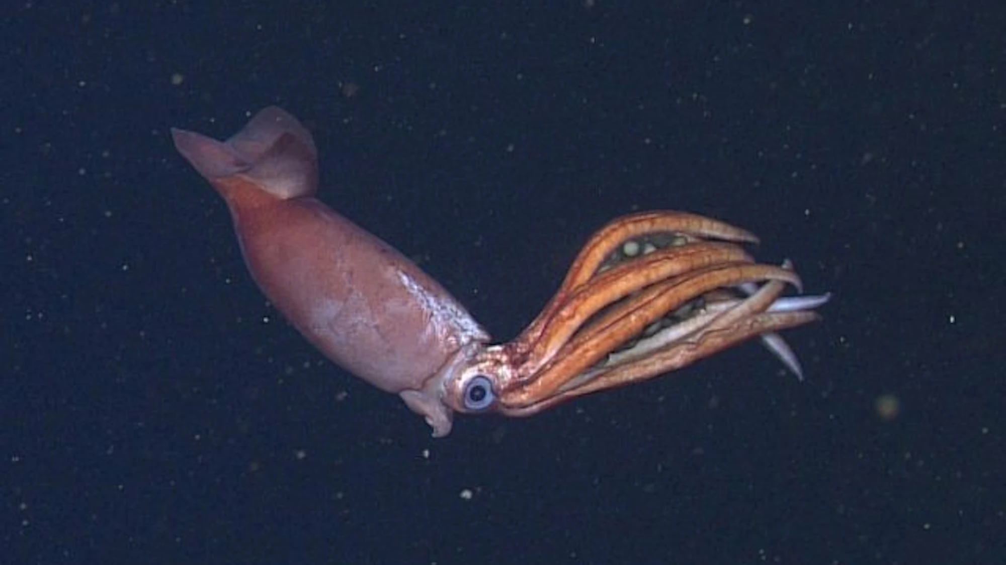 Incredible footage shows new squid species tending to enormous eggs