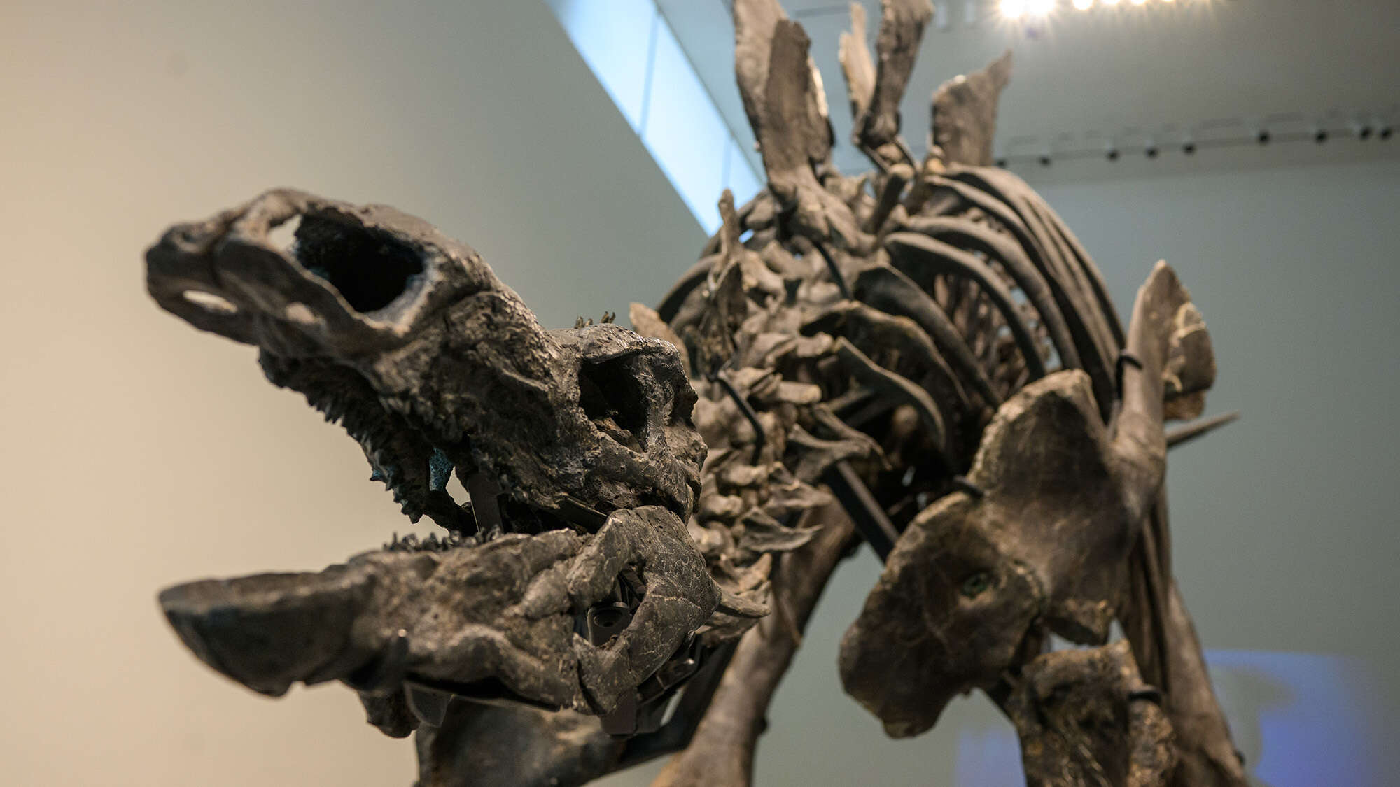 A stegosaurus named Apex just sold for $45 million to a billionaire