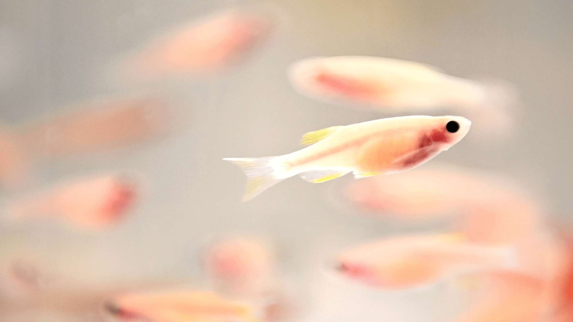 Zebrafish regenerate their spinal cords in a surprising way