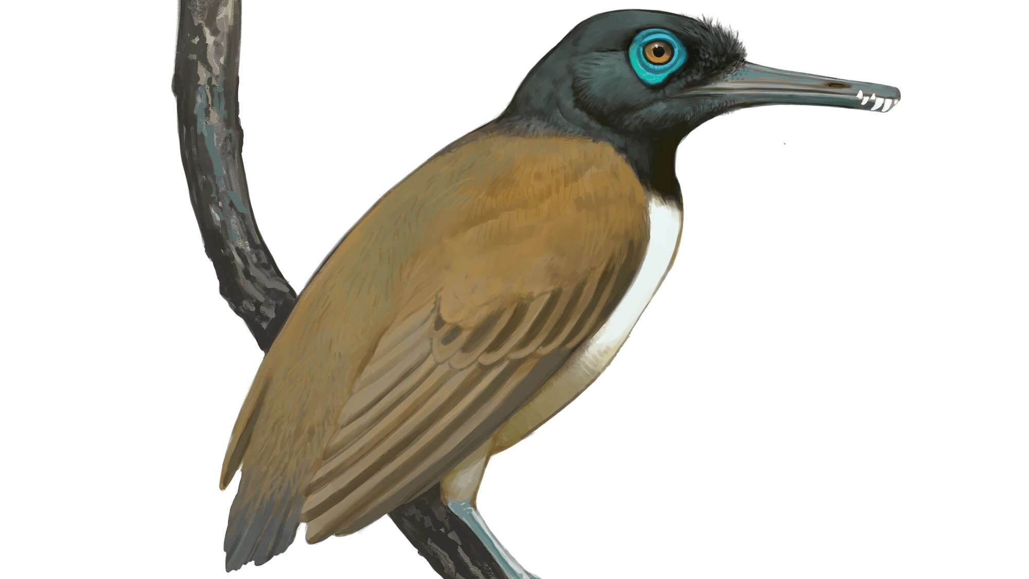 ‘Weird’ prehistoric bird had a weaponized beak with teeth