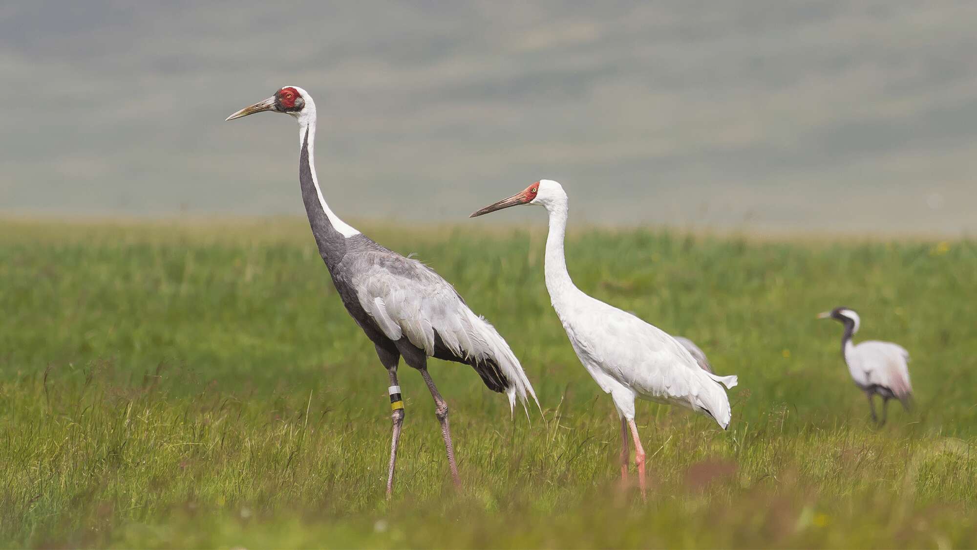 Cranes can migrate 4,000 miles, but that’s not the hard part