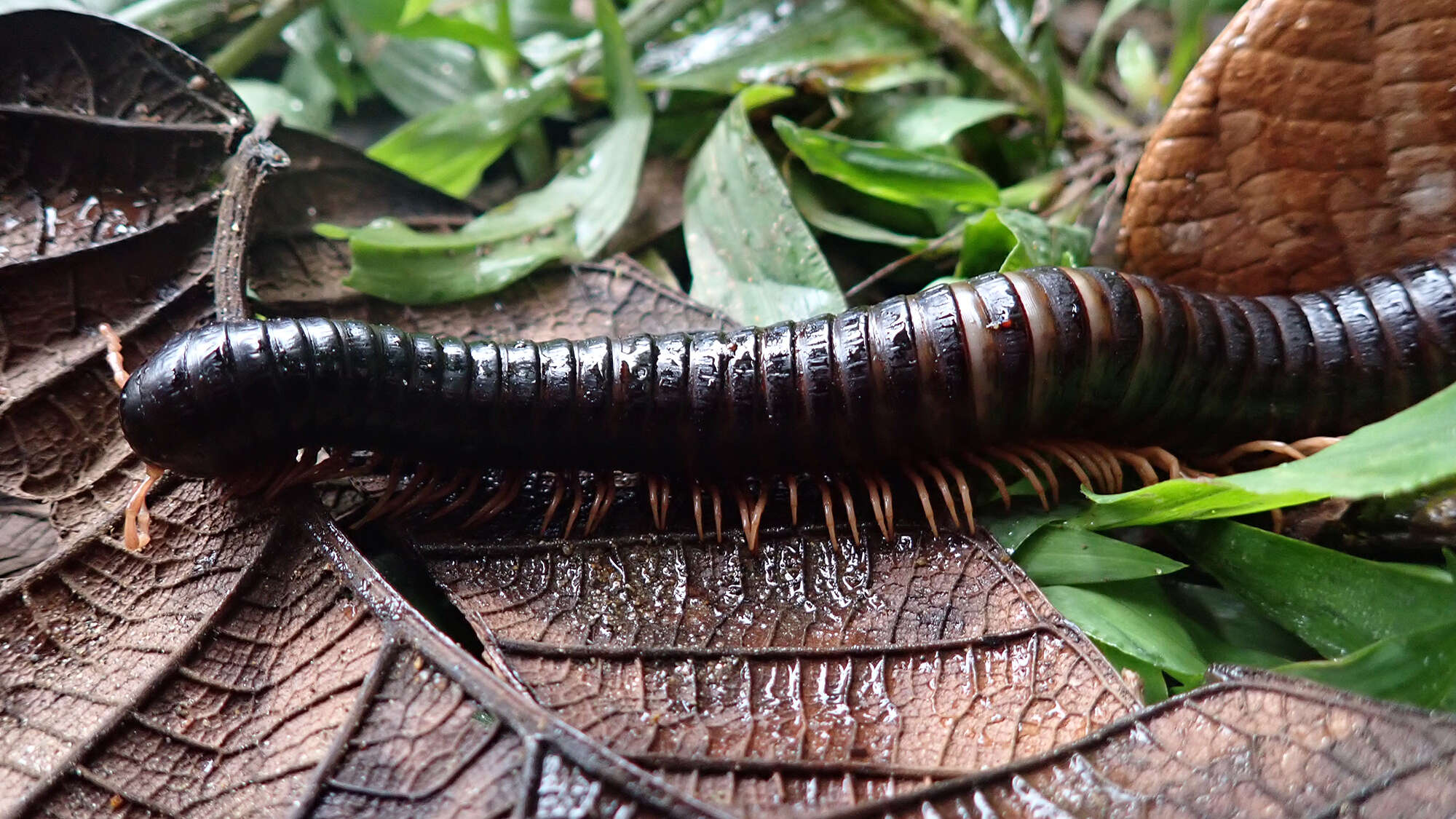 Expedition finds a 10-inch long millipede lost to science for 126 years