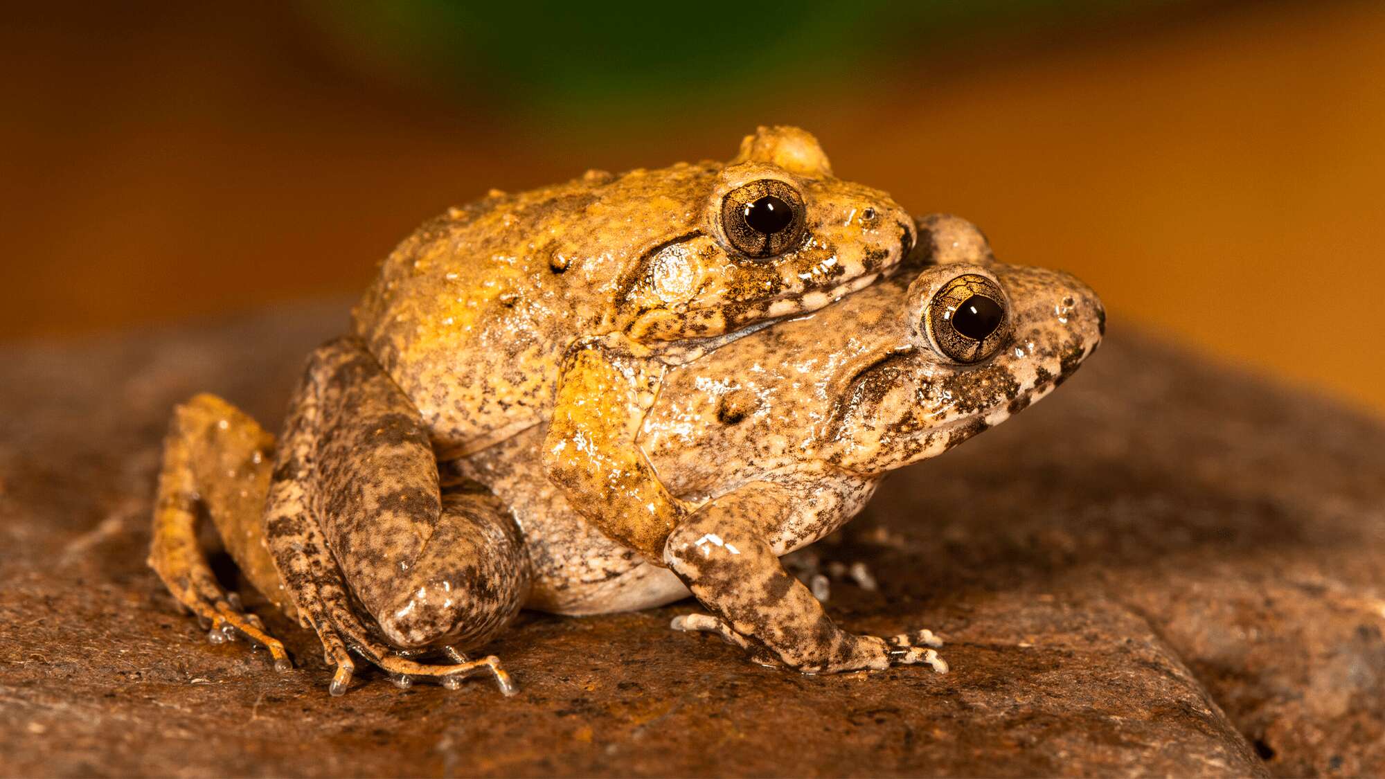 The upside-down sex lives of Charles Darwin’s frogs