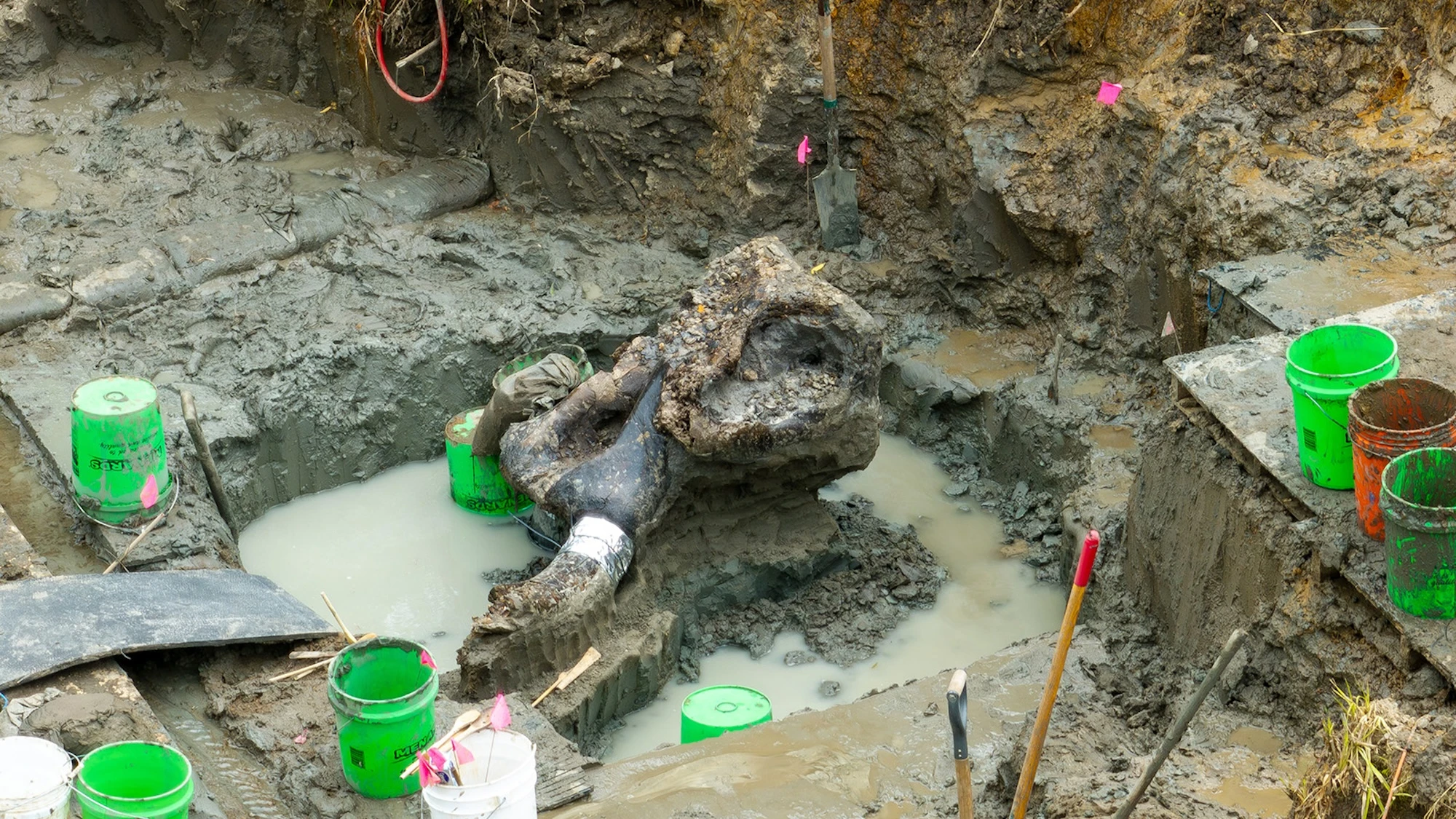 Huge mastodon skull found in a rural Iowa creek