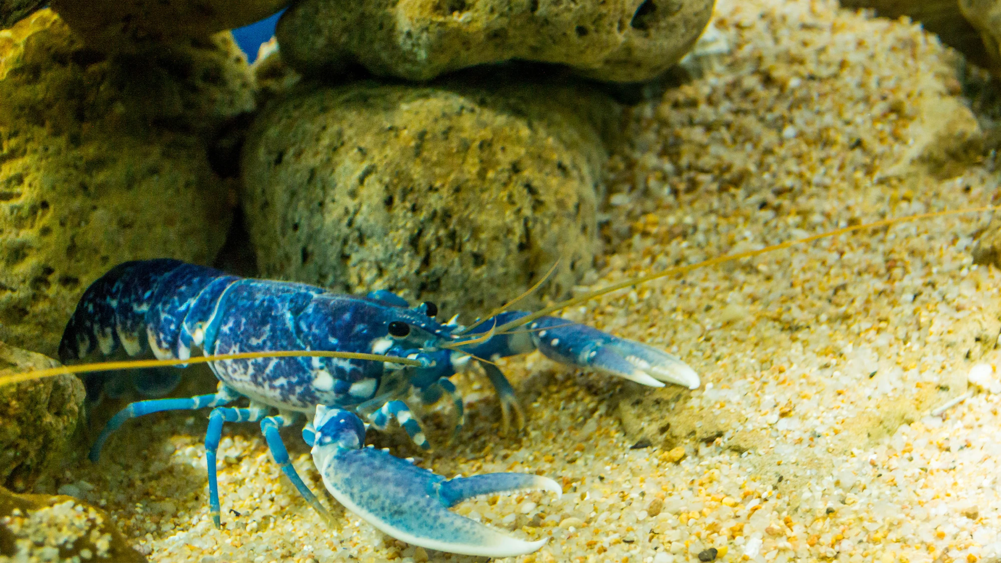 Why blue animals are so rare in nature