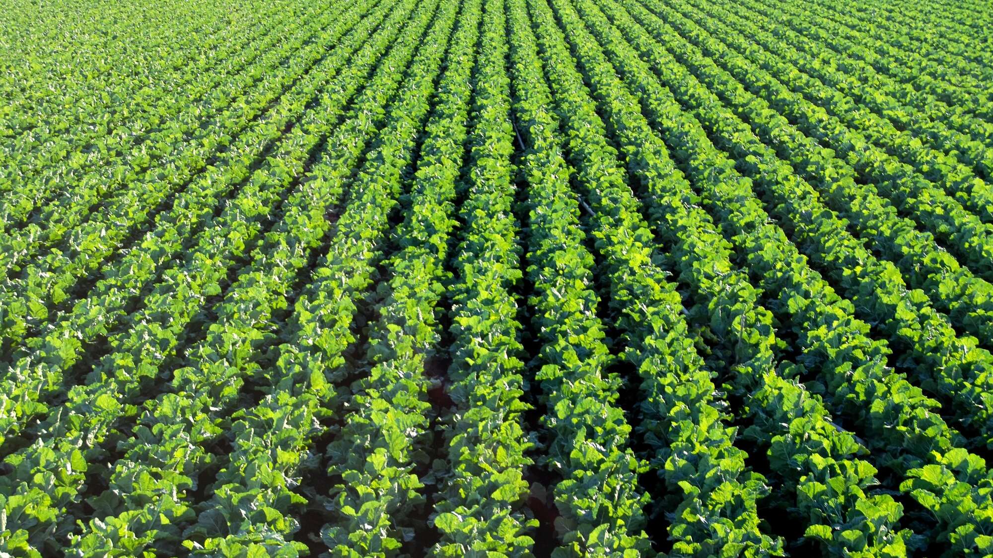 Your recycled pee may be better for crops than synthetic fertilizer