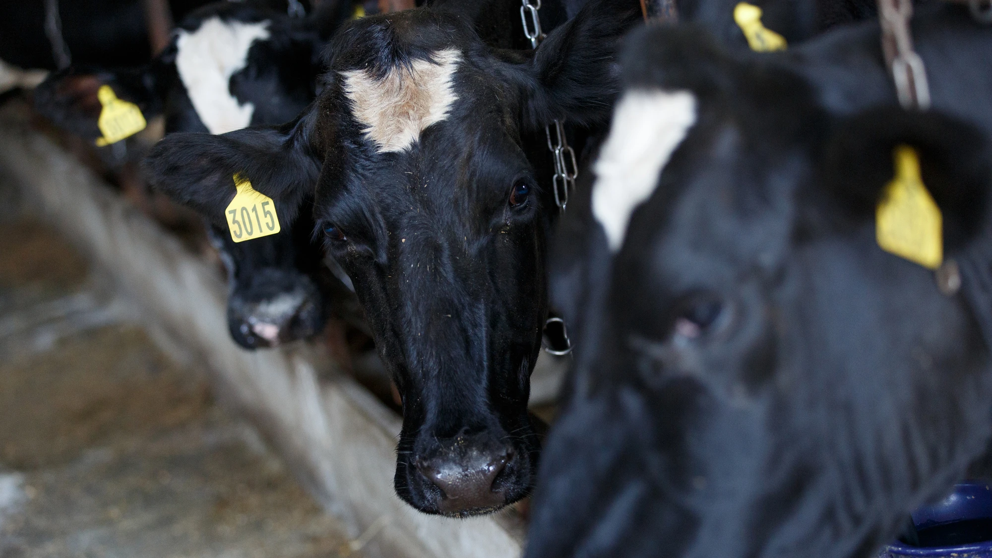 Clues from bird flu’s ground zero on dairy farms in the Texas panhandle