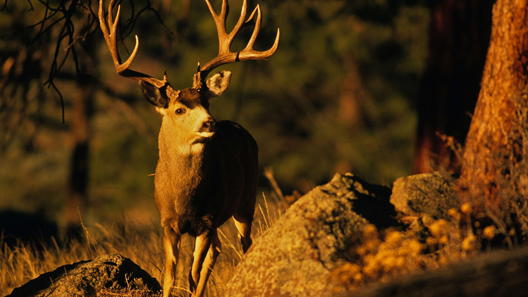 As ‘zombie’ deer disease spreads, scientists look for answers