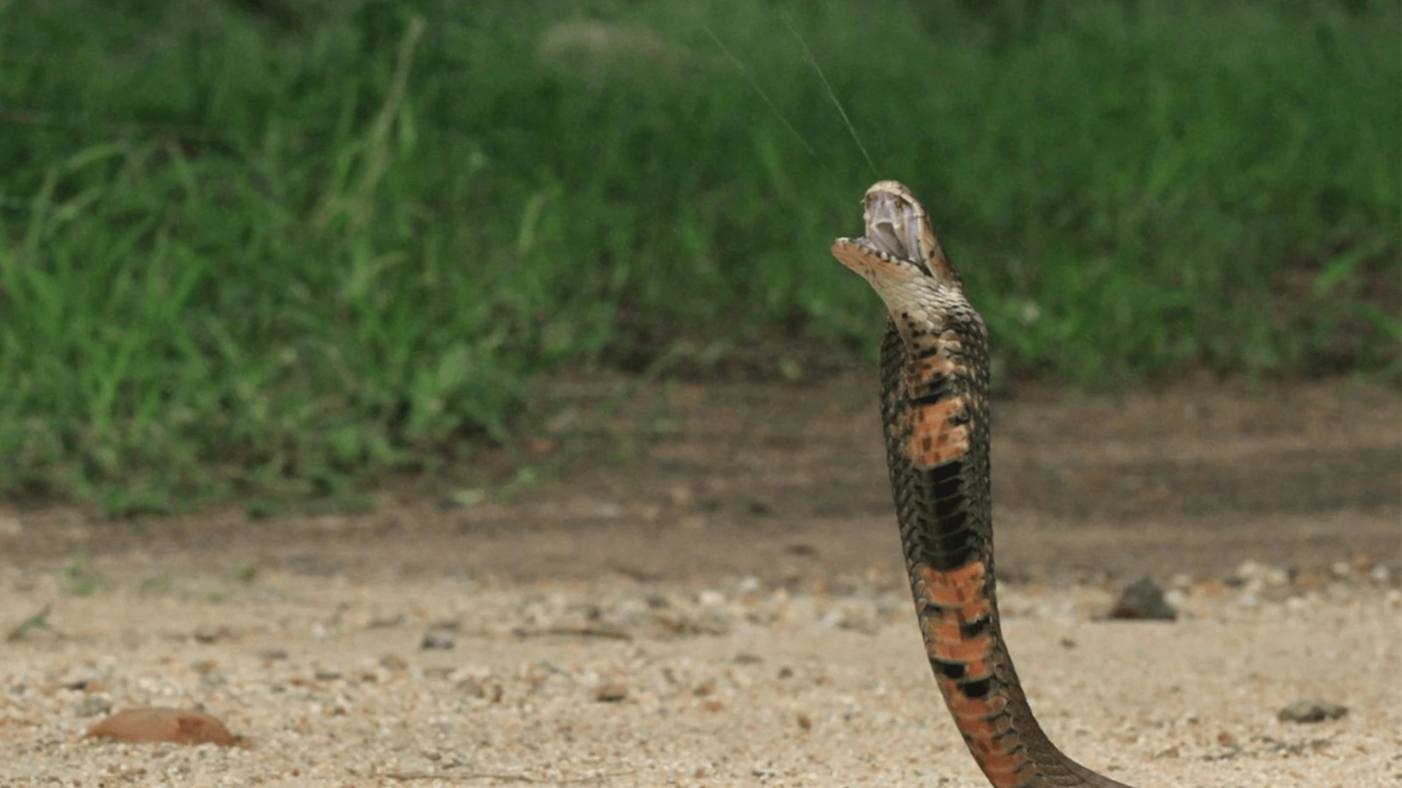 Snake venom’s deadly secrets decoded with fake blood vessels