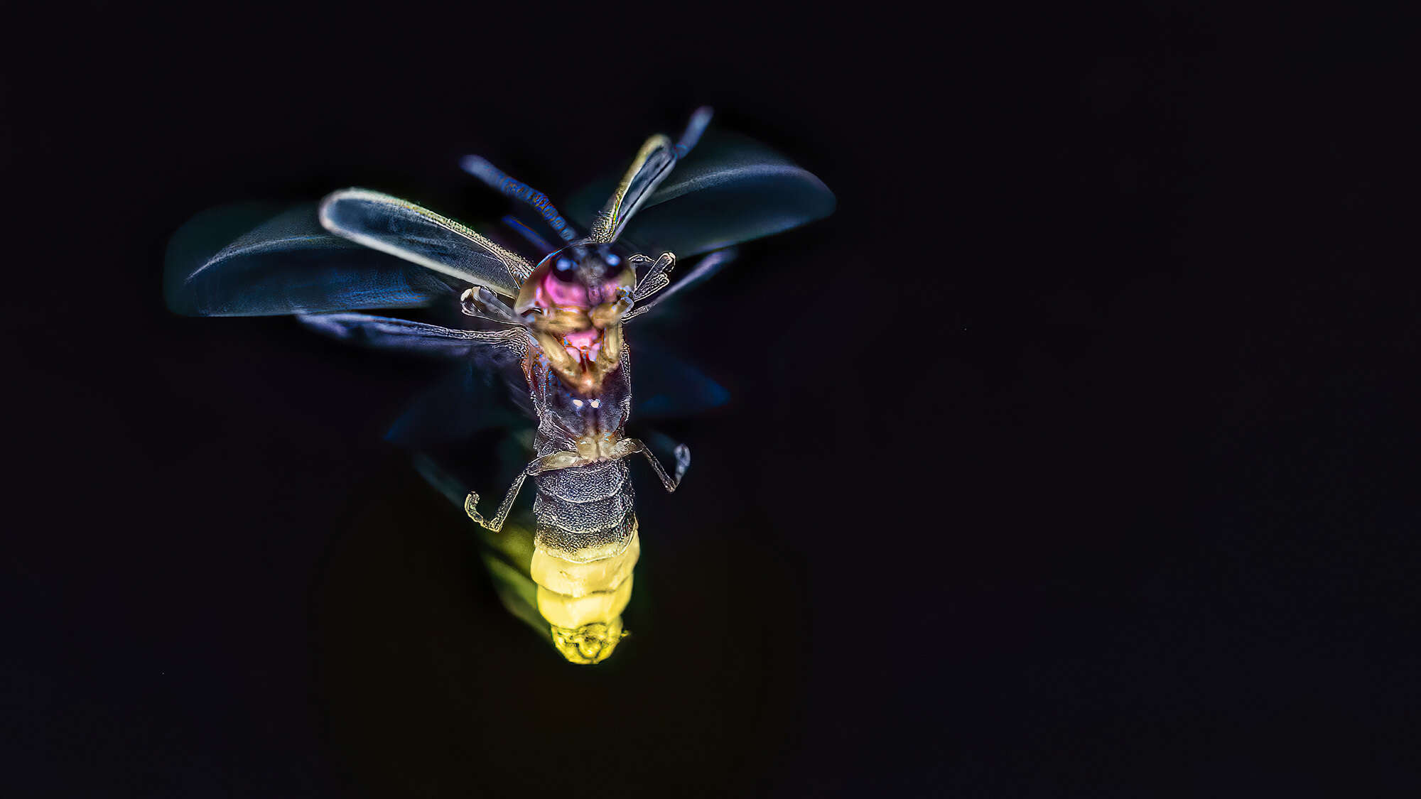 A new theory on why fireflies glow–and why they need help