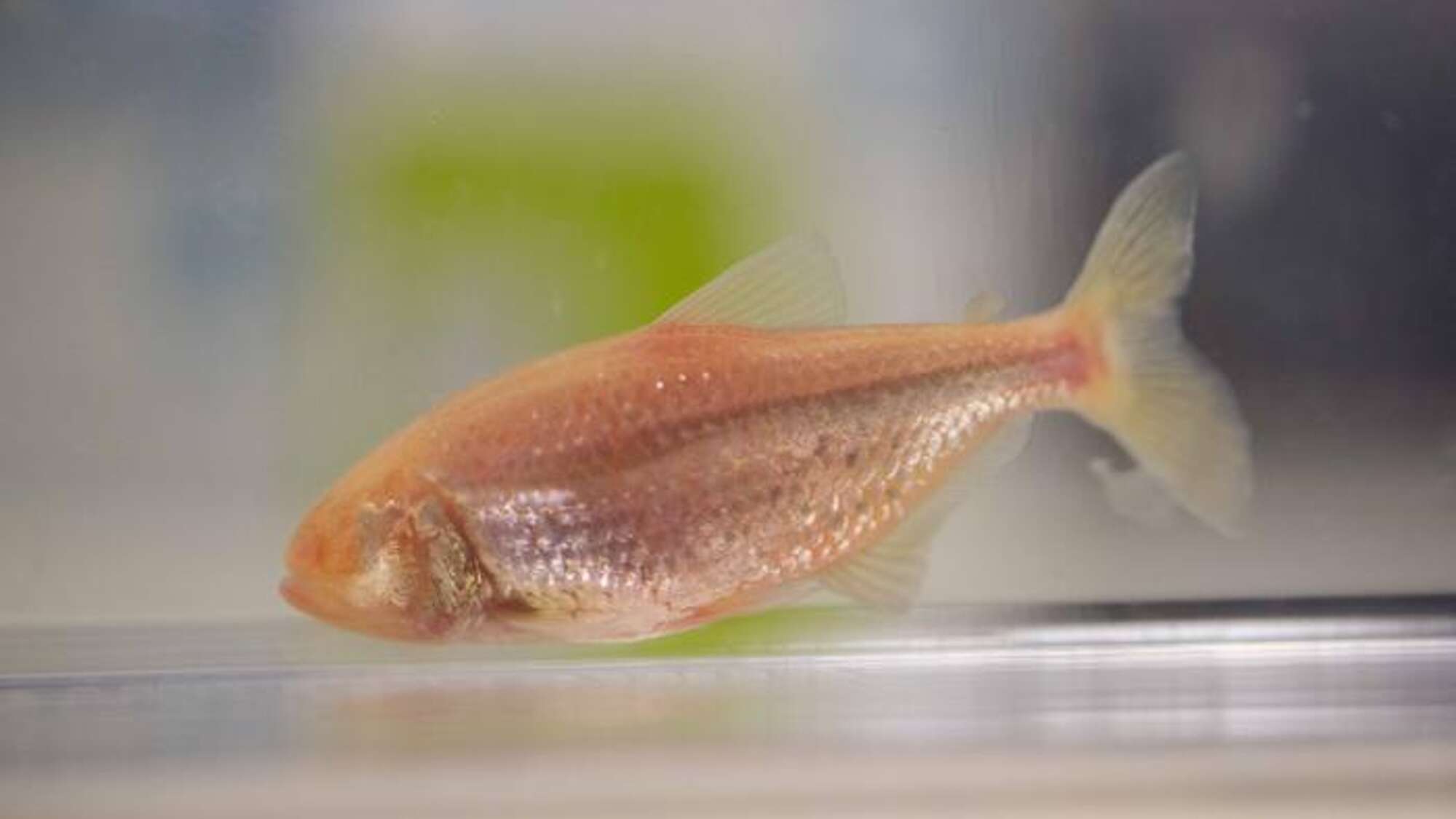 This eyeless cavefish grows extra taste buds on its head