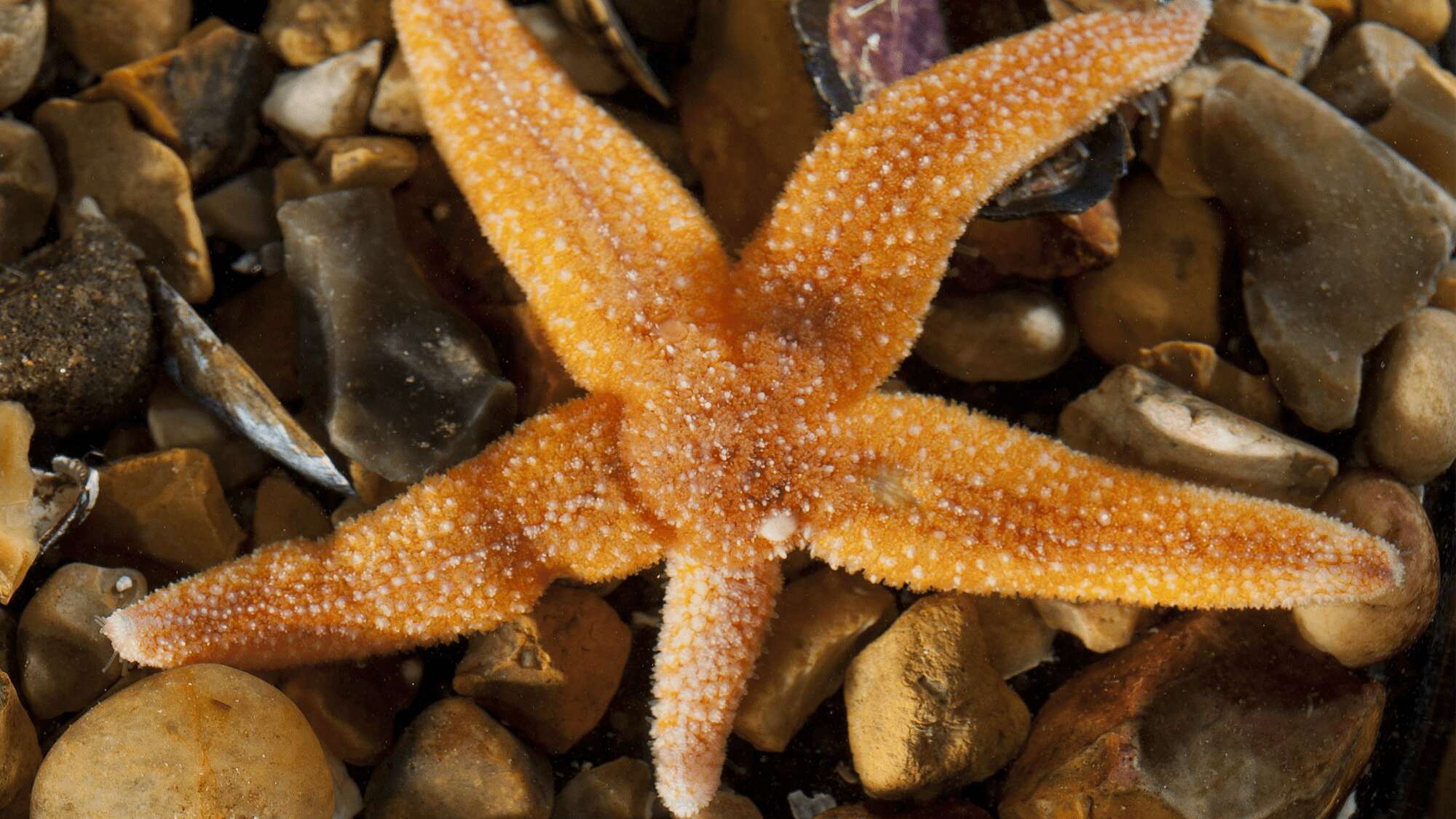 How starfish lose limbs (on purpose) and survive