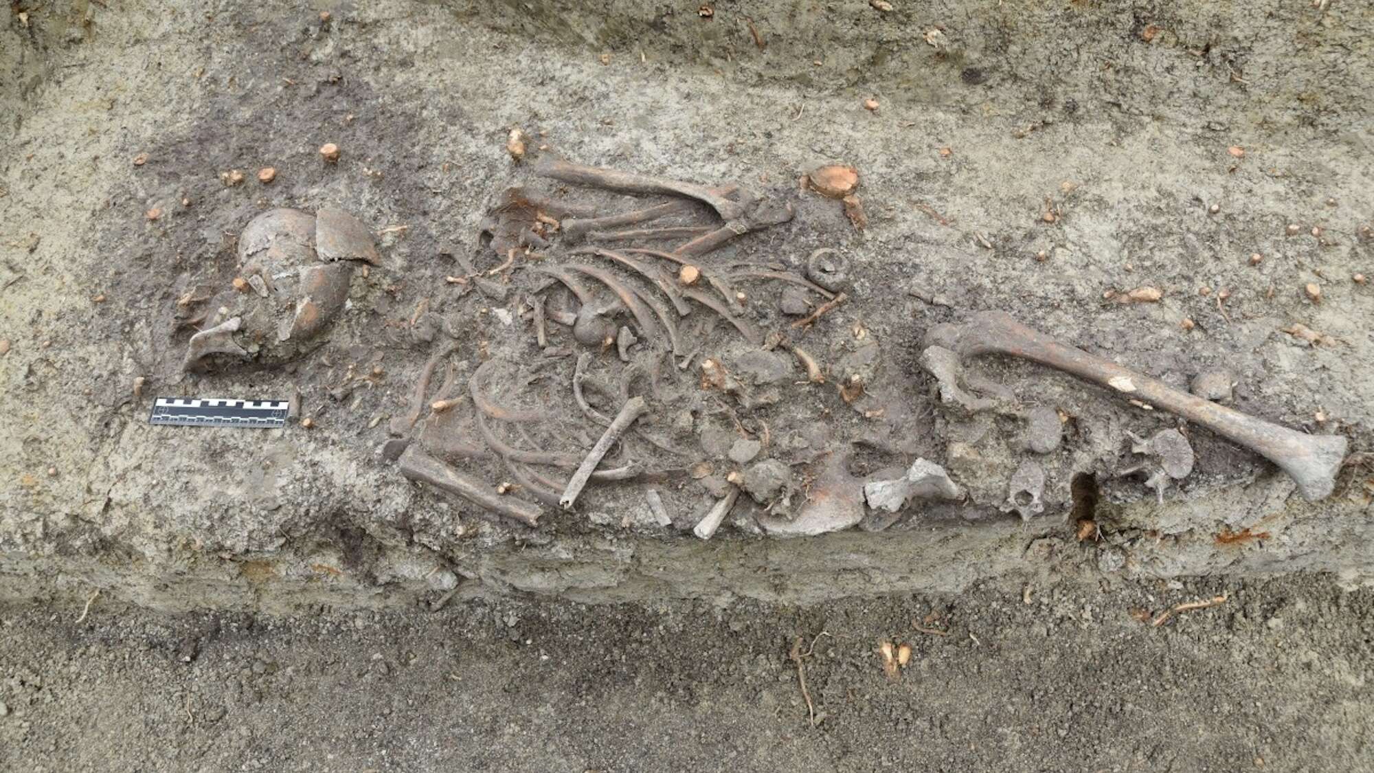 Medieval child ‘vampire burial’ exhumed near Polish cathedral