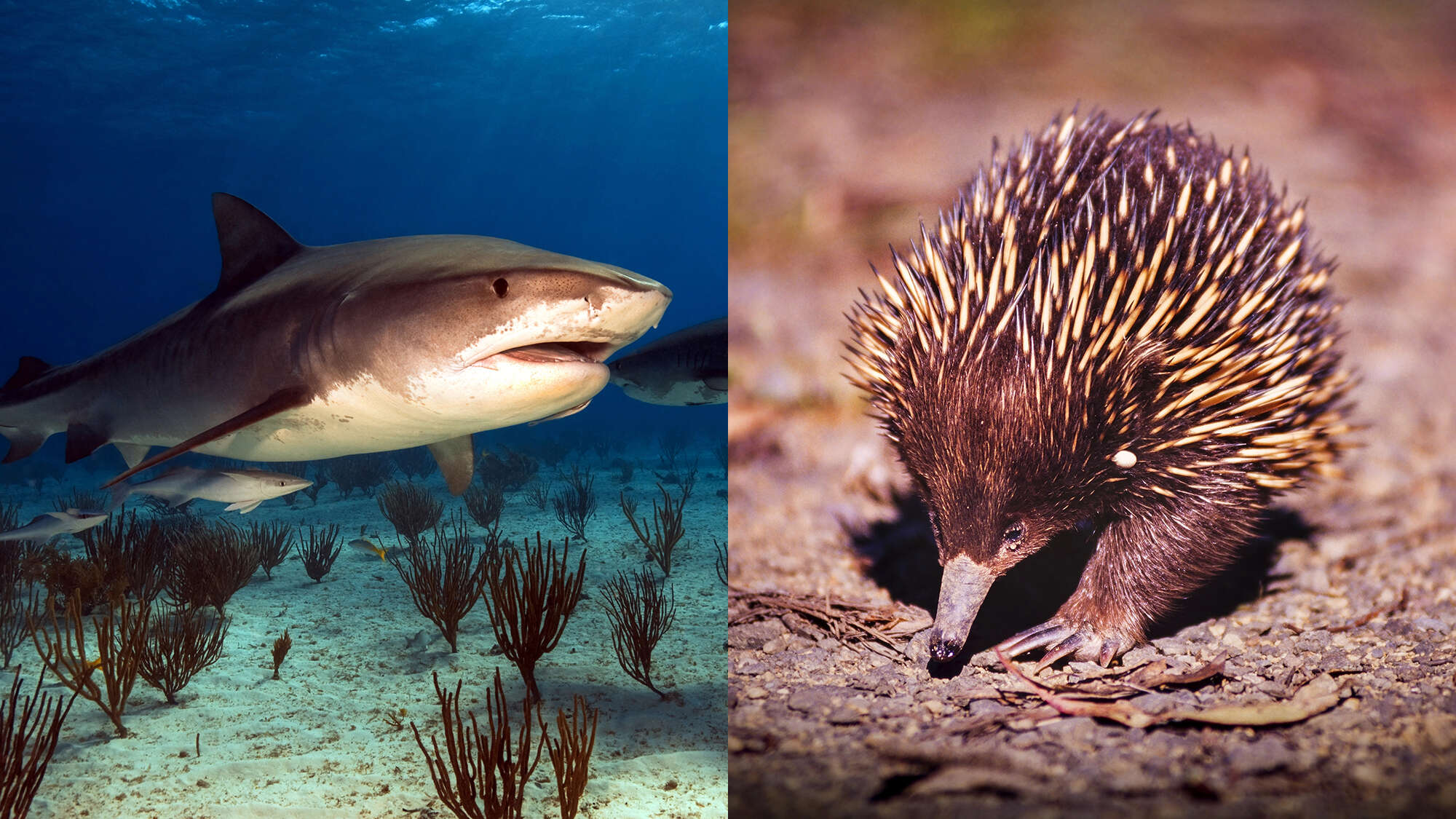 Unlucky shark vomits up hedgehog-like animal, shocks scientists